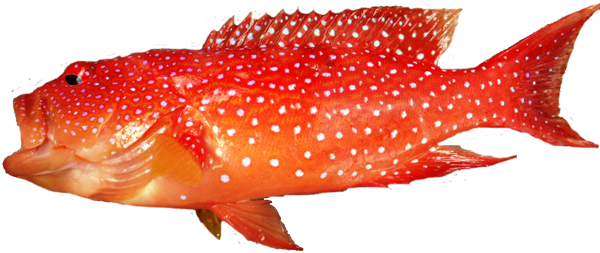 ロイヤリティフリーミーバイ 魚 最高の花の画像