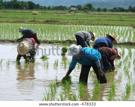 Armand s Blog rice plantation