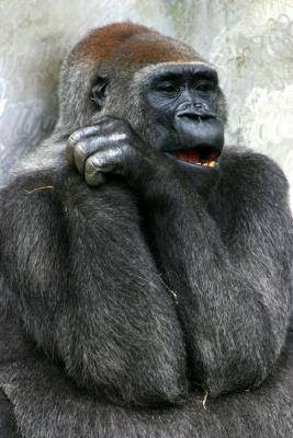 動物画像無料 ぜいたく面白 動物 画像