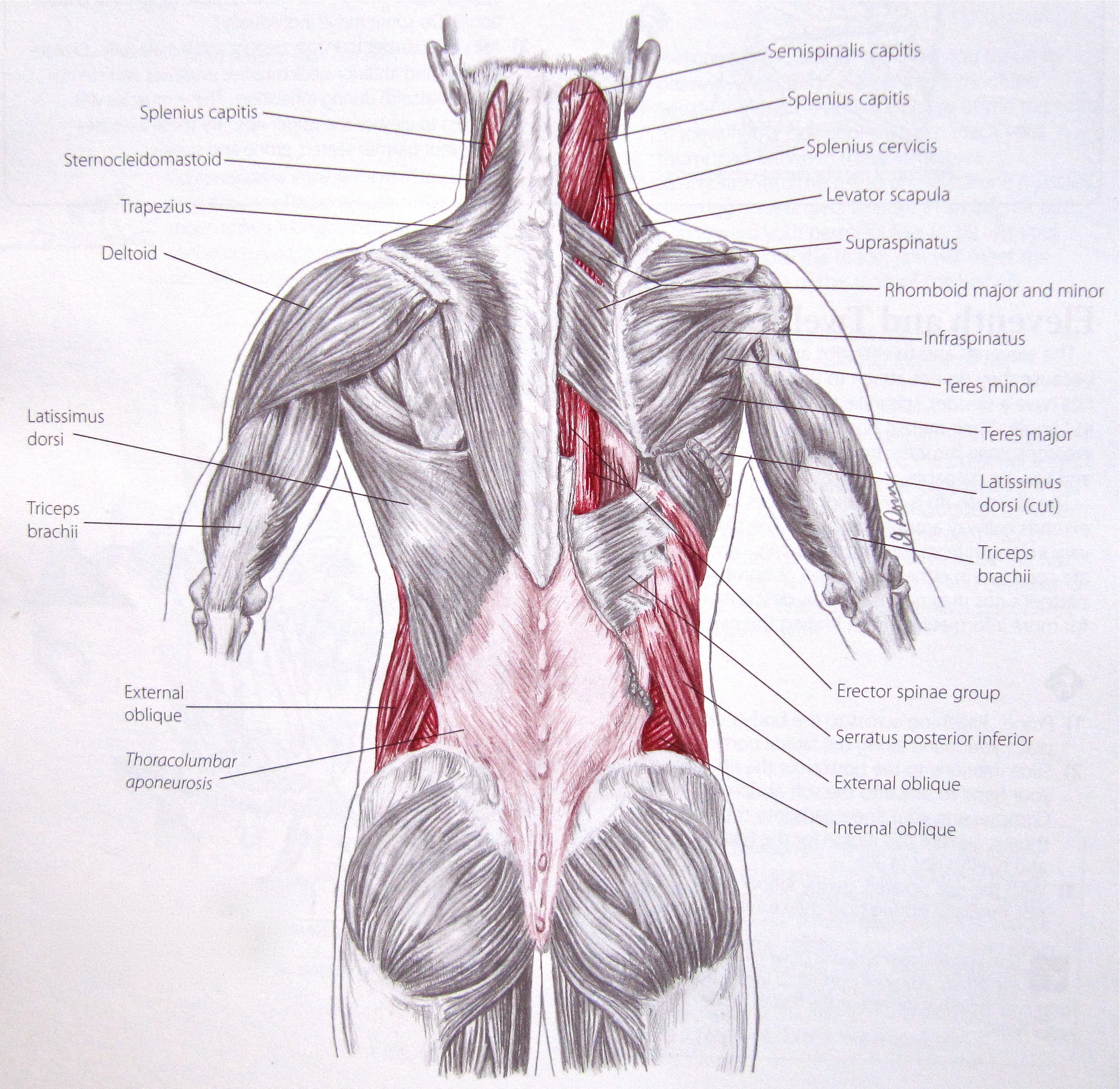 The skeletal muscles of the torso and limbs arise from the mesoderm of the somites, while those of the head arise from the mesoderm of the somitomeres which contribute to the branchial (pharyngeal) arches. Quiponxelsfar