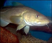 Atlantic cod