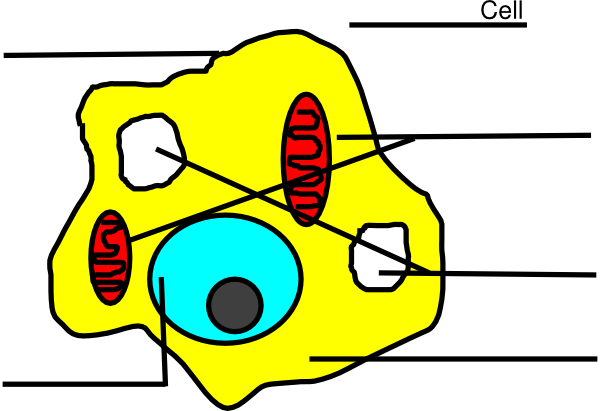 We did not find results for: Free Animal Cell Unlabeled Download Free Animal Cell Unlabeled Png Images Free Cliparts On Clipart Library