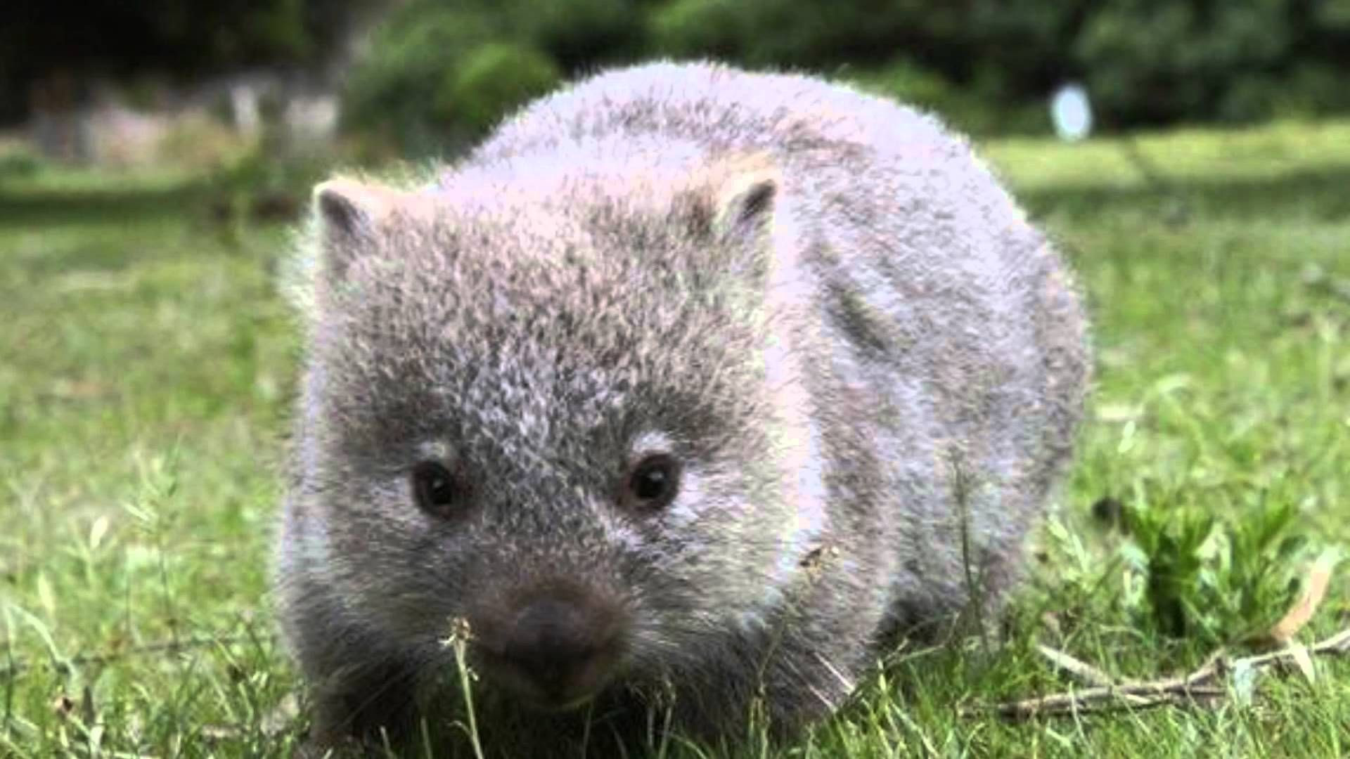 最も好ましい ウォン バット 画像 1157