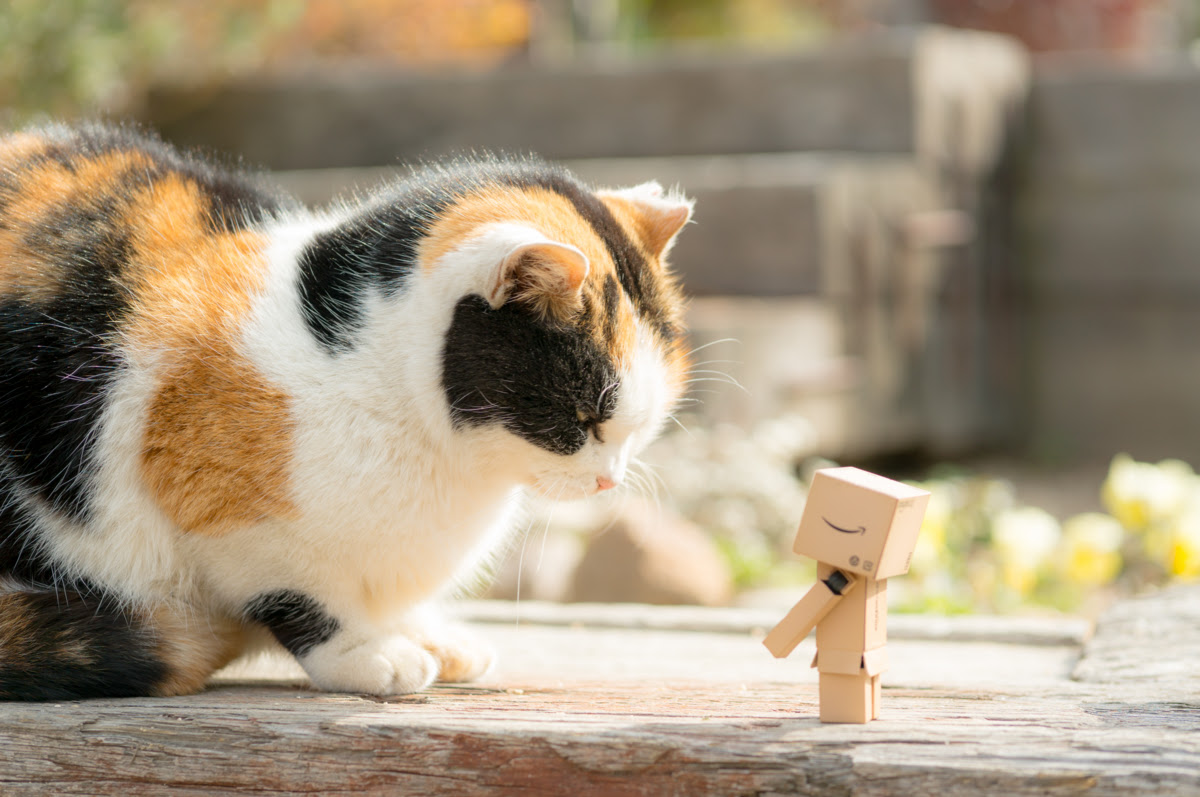 Jpirasutoxpazbr おしゃれ ダンボー かわいい