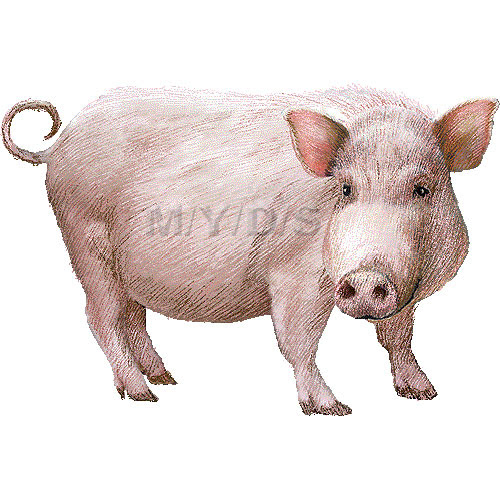 Hd限定豚 イラスト リアル すべての動物画像