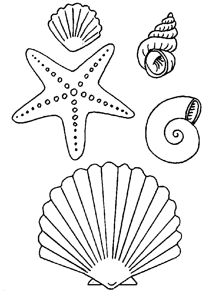 Free sea shell coloring pages. Free Sea Shells Coloring Pages Download Free Sea Shells Coloring Pages Png Images Free Cliparts On Clipart Library