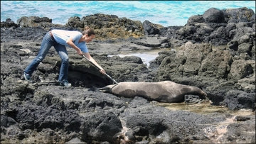 Vaccinating Hawaiian monk seal
