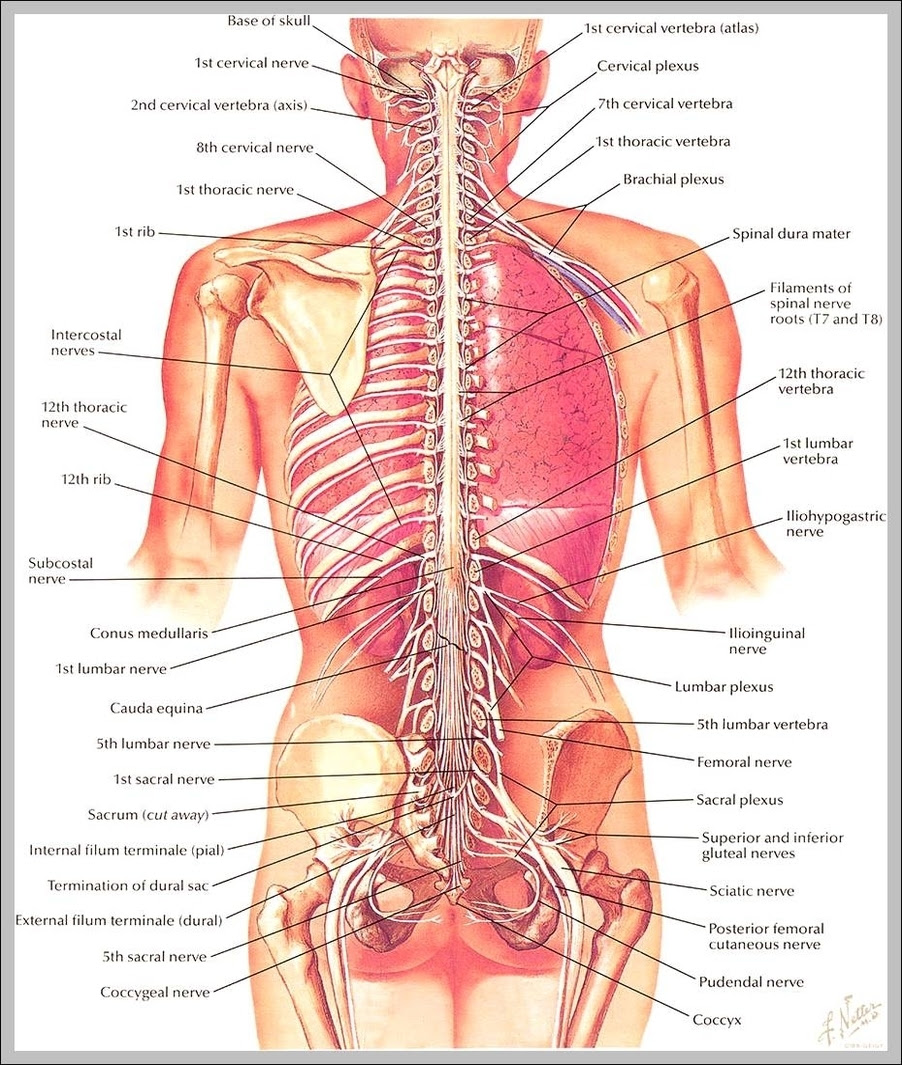 See more ideas about anatomy reference, anatomy drawing, anatomy. Torso Anatomy Diagram Graph Diagram