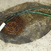 Clogged Basement Floor Drain / Basement Floor Drain | The basement floor drain was ... / Remove as much standing water a you can with a bucket and mop.