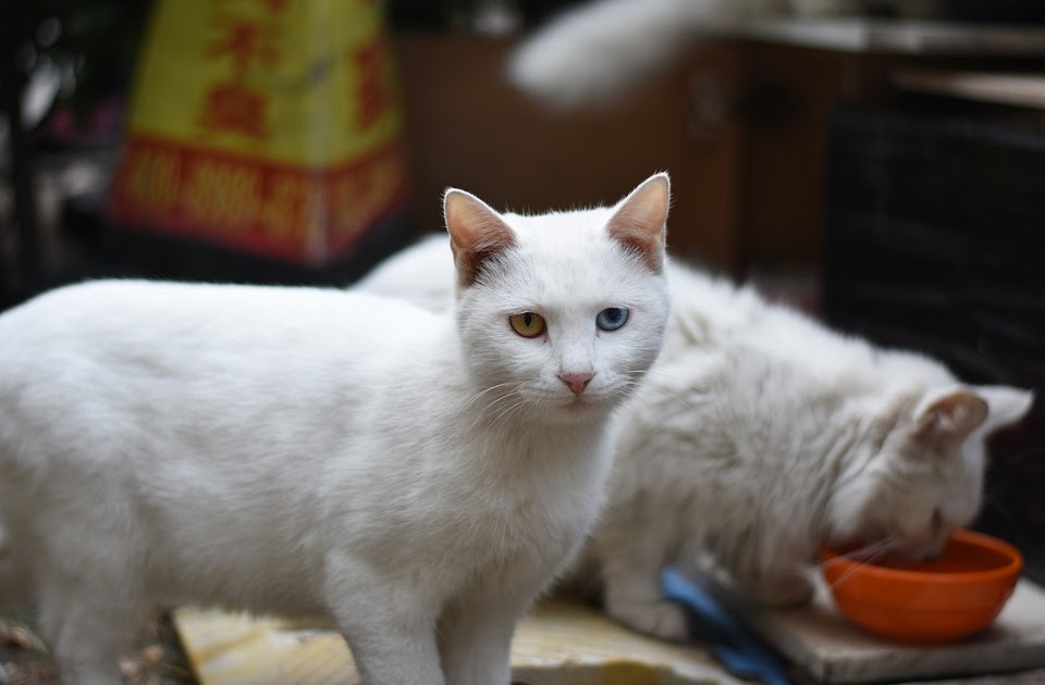  kucing  Kucing  Putih Kuning 