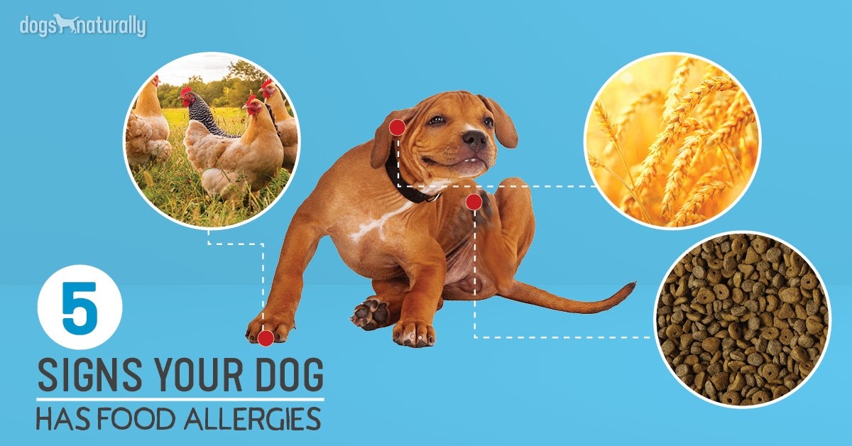 How Long For Dog Food Allergy To Clear Up - Food Poin
