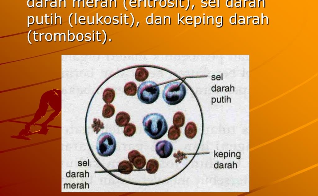 10. Bagian Darah Yang Cair Yang Tersusun Atas, Protein ...