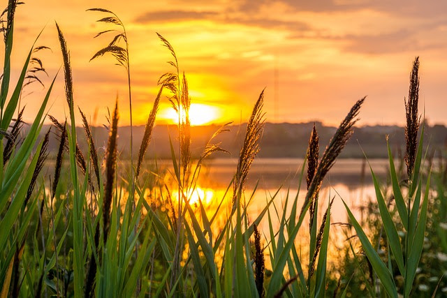 Sun coming through tall grass