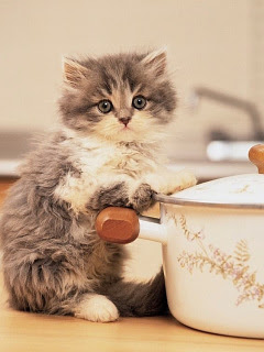 ほとんどのダウンロード ねこ鍋 壁紙 無料のhd壁紙 Joskabegami