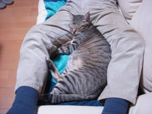 猫 股の間 寝る 壁紙画像マンガ