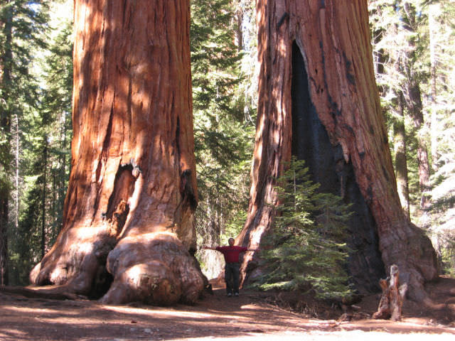 Sequoias Are Impossible to Miss!