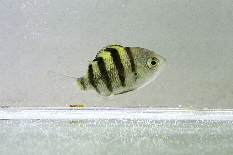 ぜいたく石鯛 稚魚 最高の花の画像