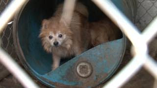 We did not find results for: Stop Puppy Mills In North Carolina Youtube