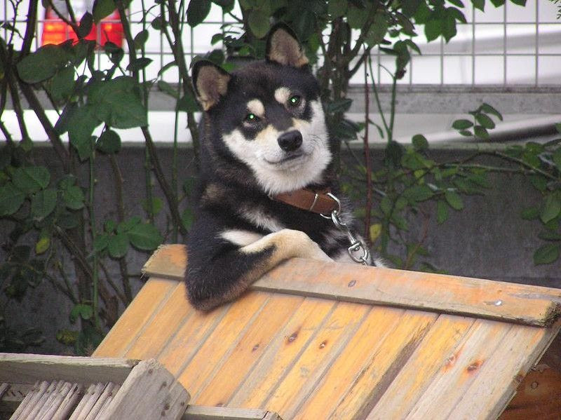 印刷可能 動物 面白い 画像 可愛い 面白い 動物 画像 Saikonomuryomovies