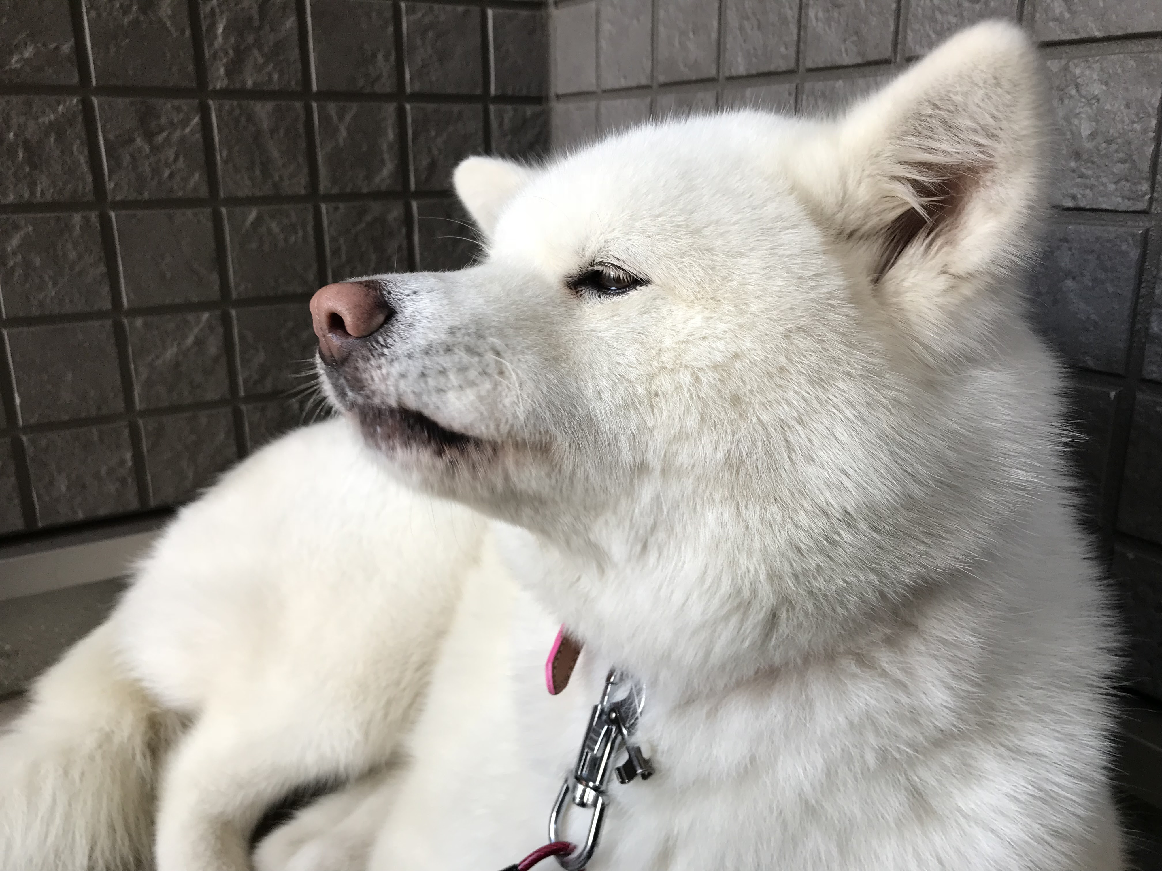 オリジナル 犬 夜中 遠吠え すべての動物の絵