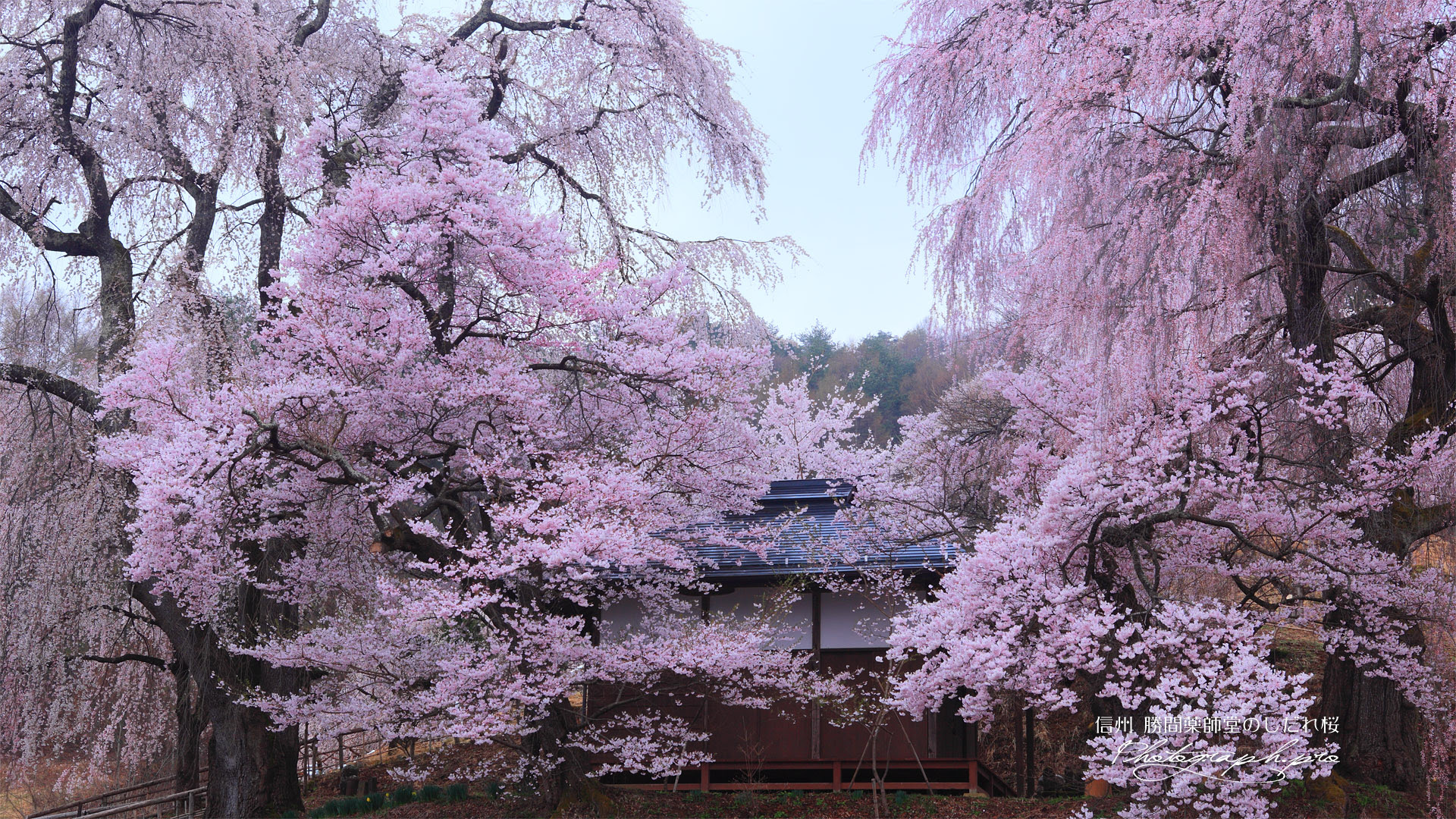 高 画質 壁紙 Pc 桜 Udin