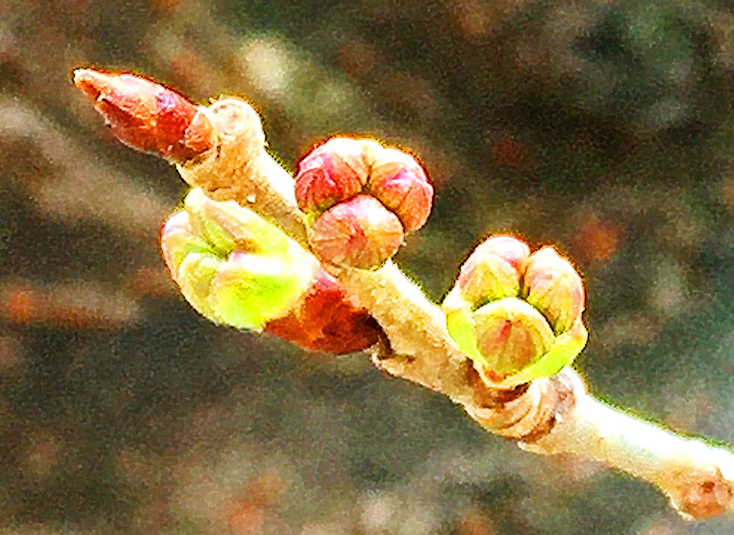 完了しました りんご 花芽 葉芽 見分け方 りんご 花芽 葉芽 見分け方