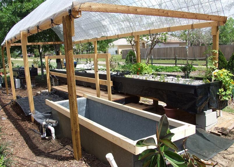 tilapia farming indoors farm raised fish when you