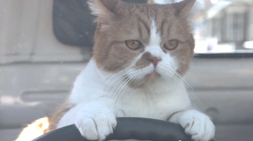 おしゃれな Y Mobile 猫 ガサタメガ