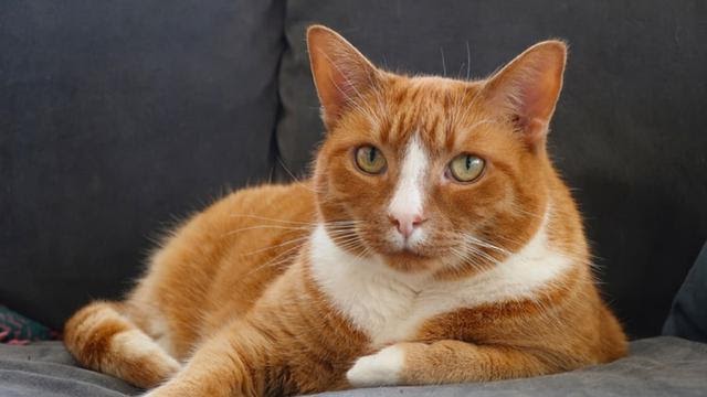 Nama Anak Kucing  Yang Bagus  Dan Lucu KucingComel com