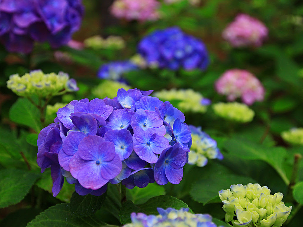 完了しました 壁紙 フリー ハート の 紫陽花 待ち受け