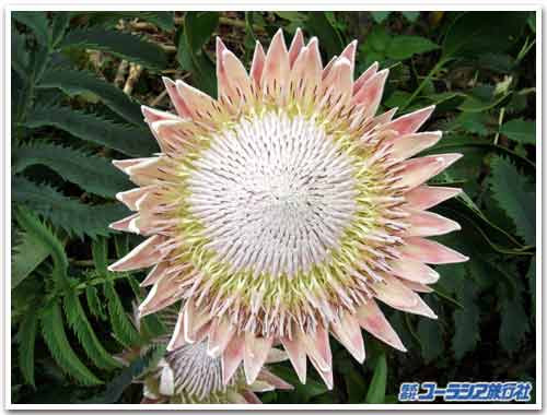 50 アフリカ 花 最高の花の画像
