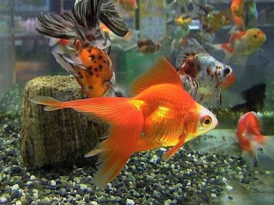 √完了しました！ 金魚の画像 355241-金魚の画像