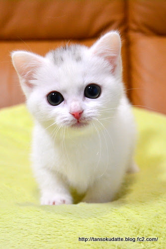 最高のマンチカン 子猫 壁紙 最高の花の画像
