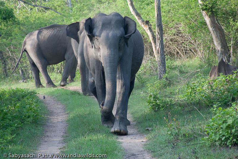 Elephant Attack In Kerala Latest