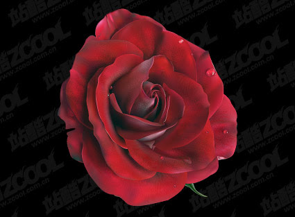 Gambar Bunga Mawar Merah Vektor - Koleksi Gambar Bunga