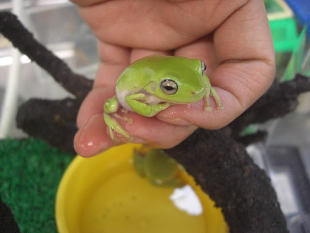 25 カエル ペット かわいい かわいい 家 で 飼える ペット Tenphongjoss