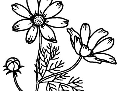 すべての動物の画像 10月 花 イラスト 白黒