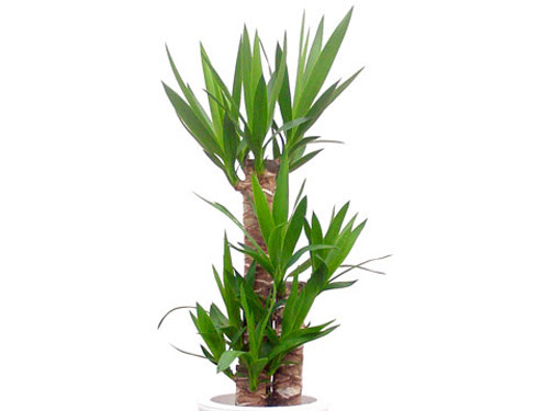 すべての美しい花の画像 上観葉 植物 冬 越し の コツ
