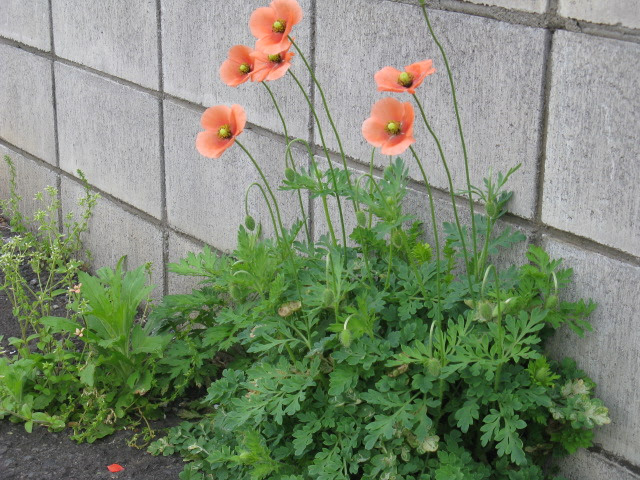 ぜいたくポピー と ケシ の 違い 最高の花の画像