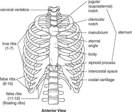 Sternum And Ribs Anatomy Anatomy Drawing Diagram