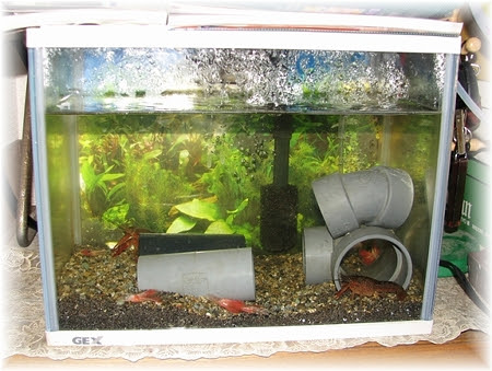 50 素晴らしいザリガニ 飼い方 魚のすべて