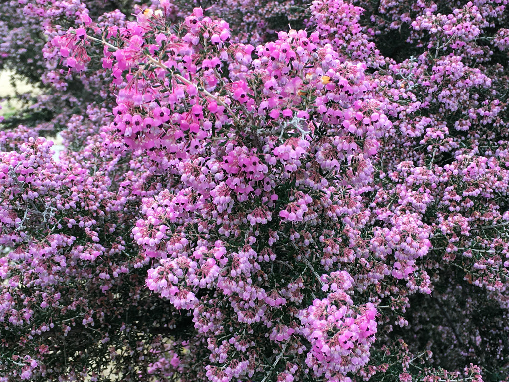 すべての美しい花の画像 綺麗なピンク 花 名前 冬