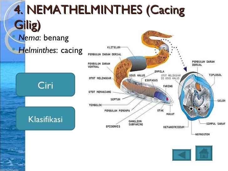  Contoh  Organ  Pada Hewan  Mamalia Beserta  Jaringan 