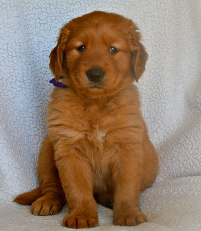 Dark Red Golden Retriever Puppies For Sale Near Me Petfinder