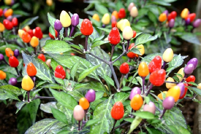 最も好ましい 花唐辛子 唐辛子花枯れる