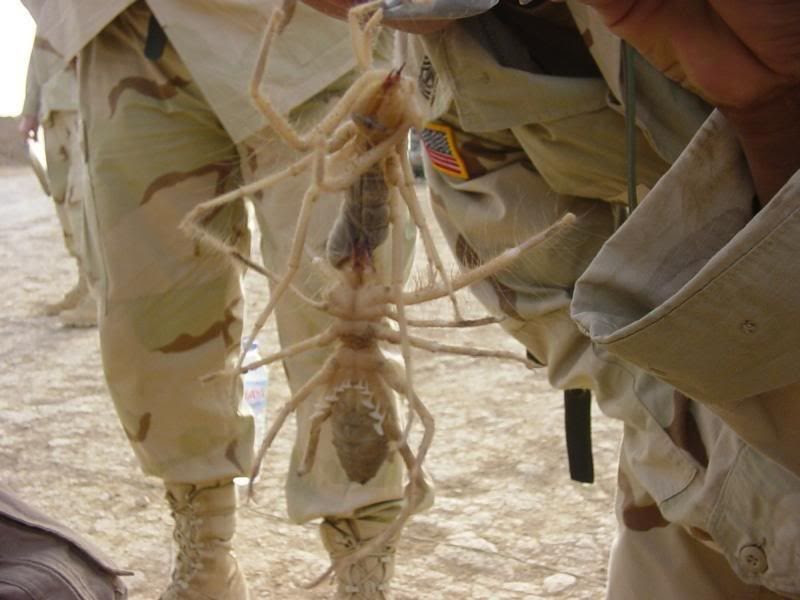 biggest camel spider in world. i googled camel spider and