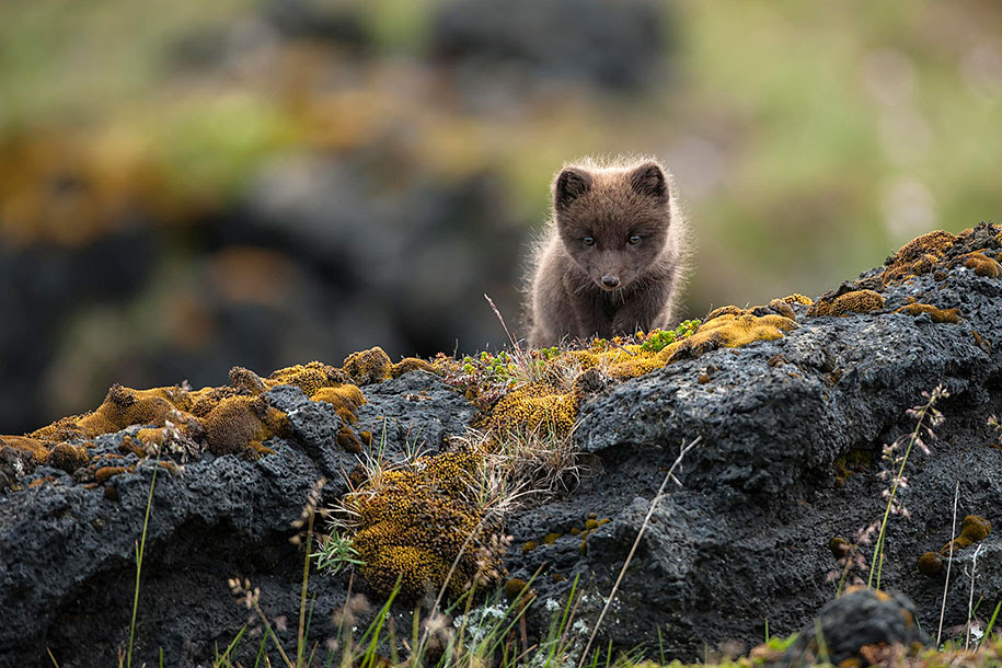 http://www.demilked.com/magazine/wp-content/uploads/2014/06/nordic-landscape-nature-photography-iceland-5.jpg