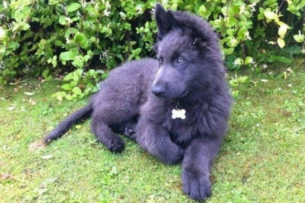 But these adorable german shepherd puppies will change the way you look at these stalwart canines. The Blue German Shepherd Your Questions Answered