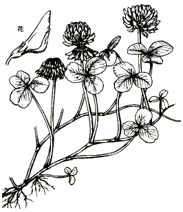 無料印刷可能クローバー 植物 図鑑 最高の花の画像