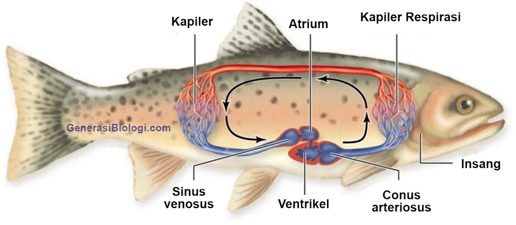 Gambar Sistem Peredaran Darah Tertutup Pada Hewan  Tempat 
